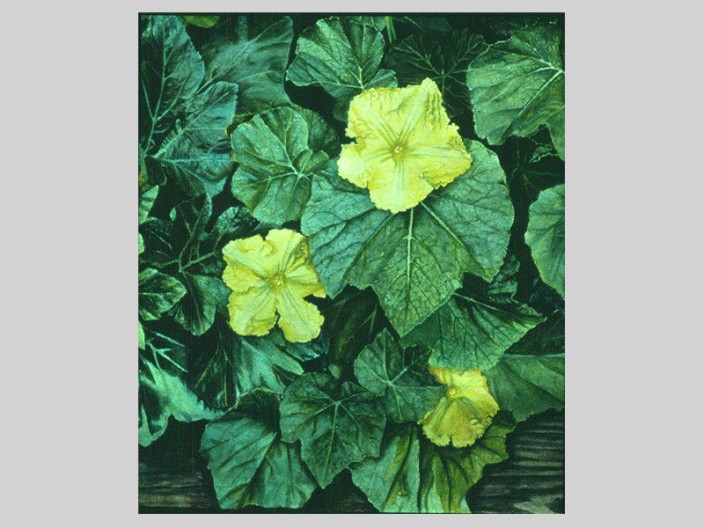 Squash flowers, Oil on paper, 1984, ©2011, PPCD, LLC