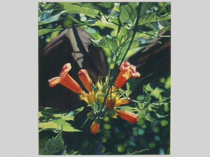 Trumpet vine, Oil on canvas, 1986, ©2011, PPCD, LLC