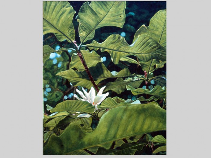 Umbrella magnolia, Oil on canvas, 1985, ©2011, PPCD, LLC