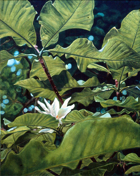 08-umbrella-magnolia