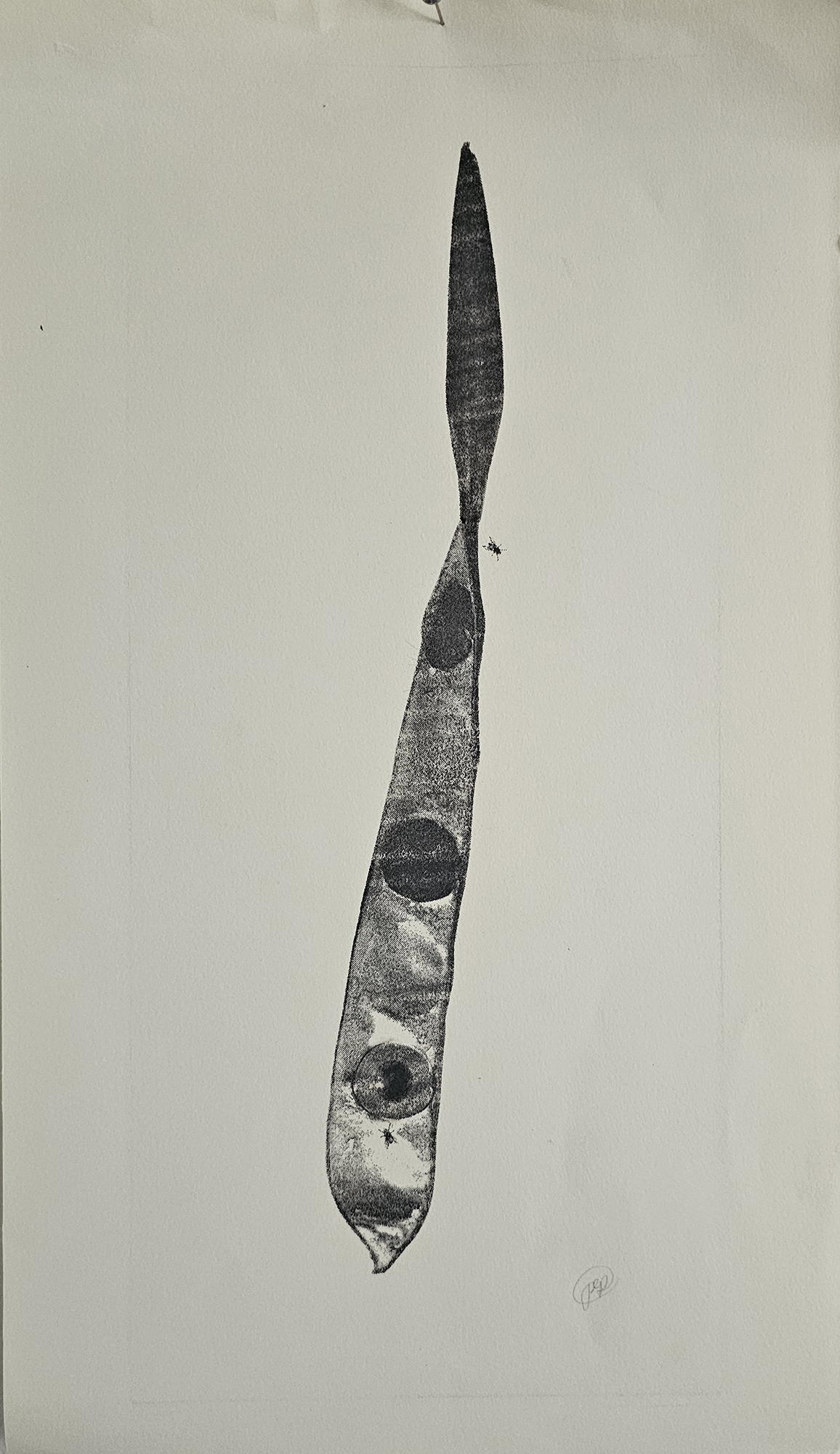 Seed pod Seed pod