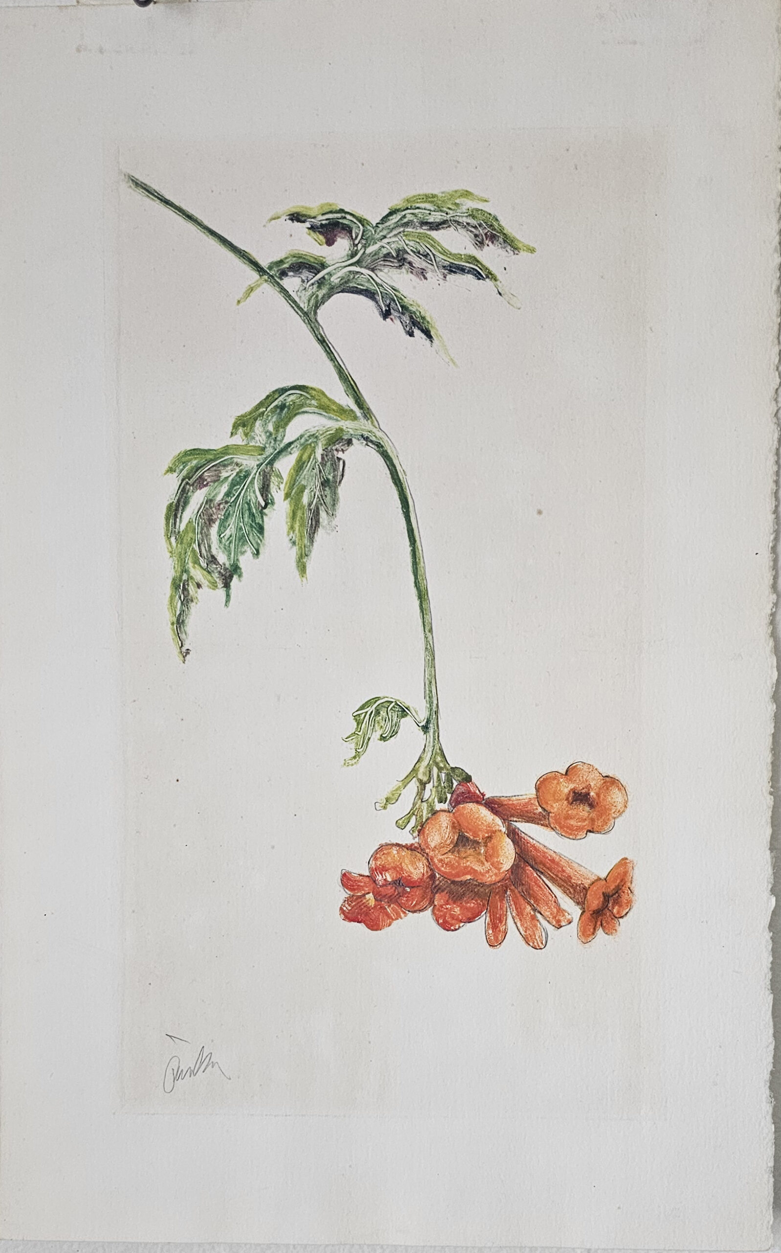 Trumpet vine Trumpet vine, monoprint
