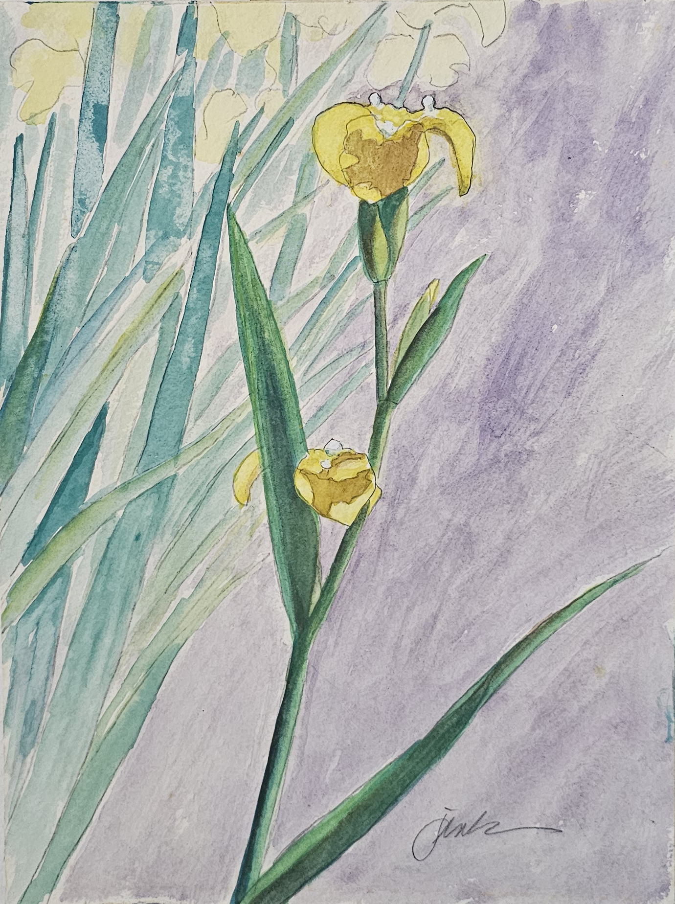 Yellow iris Yellow Iris